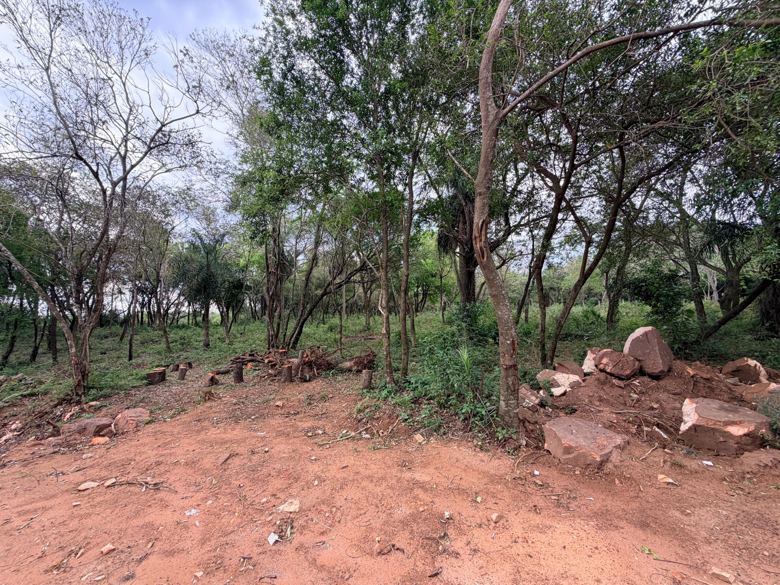 Lotes y vegetación